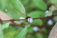 Hygrophila ringens